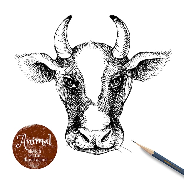 Вектор Ручно нарисованный эскиз с иллюстрацией головы коровы изолированный портрет постер молочных продуктов векторный винтажный баннер