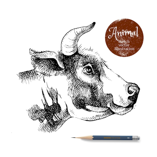 Vector hand drawn sketch cow head illustration isolated portrait milk products poster vector vintage banner