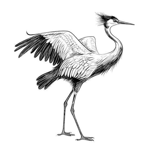 Hand Drawn Sketch Crane Bird Illustration