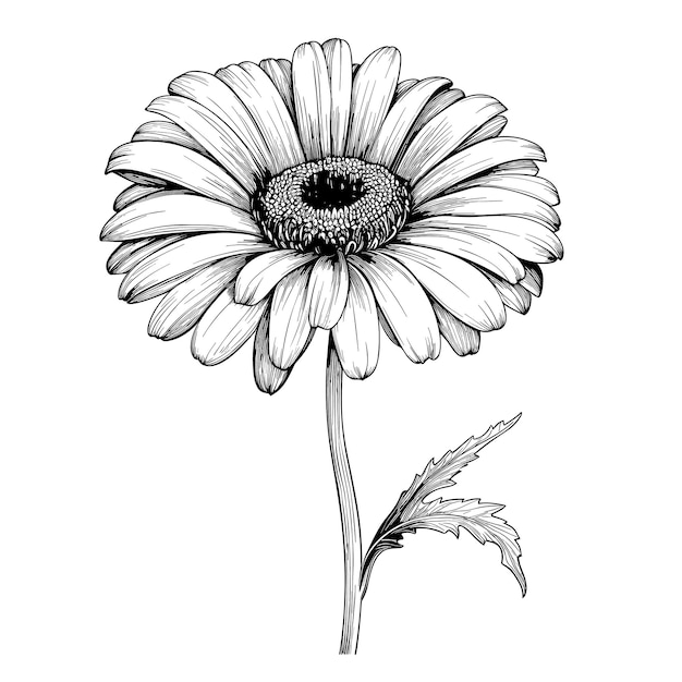 Hand Drawn Sketch Daisy Flower Illustration