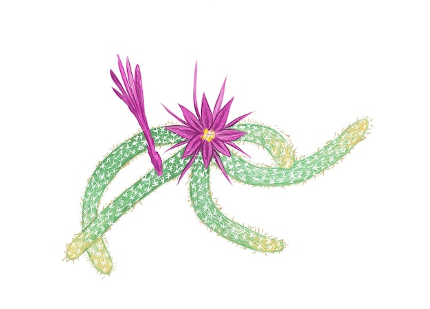 Disocactus FlagelliformisCactusの手描きスケッチ