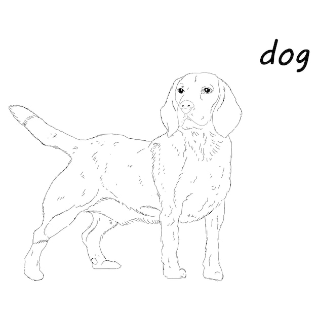 Hand drawn sketch dog