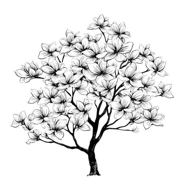 Vector hand drawn sketch dogwood tree illustration