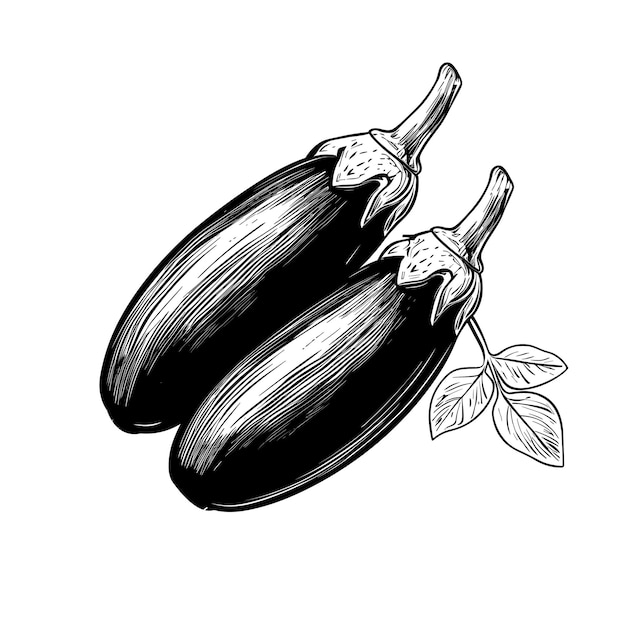 Vector hand drawn sketch eggplant illustration