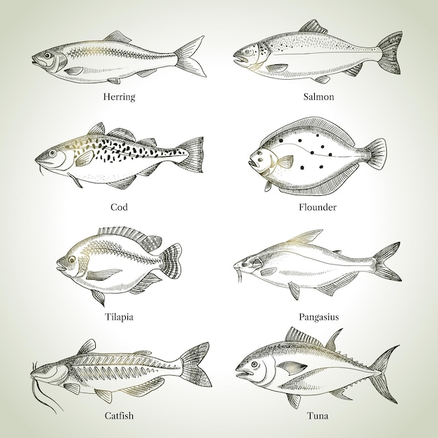 Disegno a mano di pesci animali set vettoriale in bianco e nero illustrazione vintage