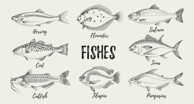Vector hand drawn sketch fish animals set vector black and white vintage illustration