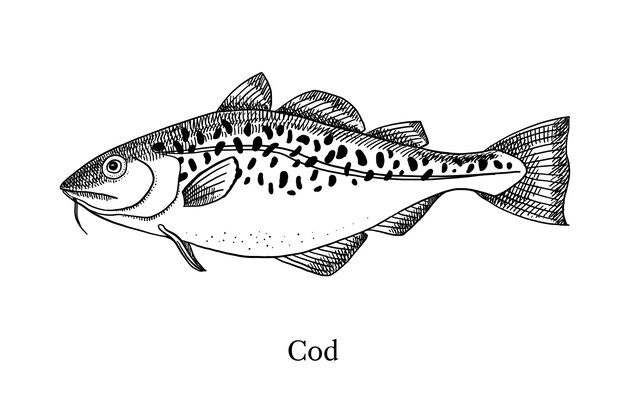 Disegno a mano di merluzzo da pesce vettoriale in bianco e nero illustrazione vintage