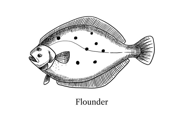 Disegno a mano di pesce flunder vector illustrazione vintage in bianco e nero