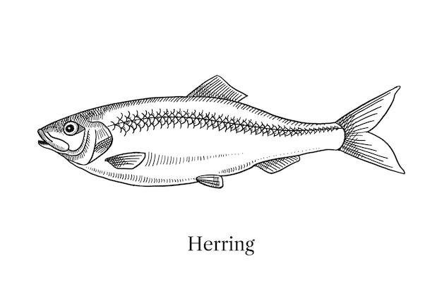 Vector hand drawn sketch fish herring vector black and white vintage illustration