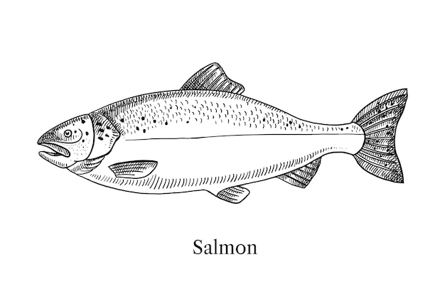 Disegno a mano di pesce salmone vector illustrazione vintage in bianco e nero