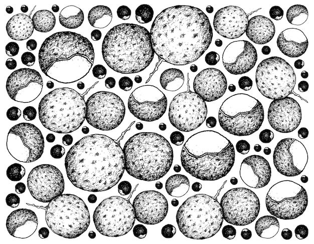 手描きの新鮮なDimocarpus竜眼の実をスケッチします。