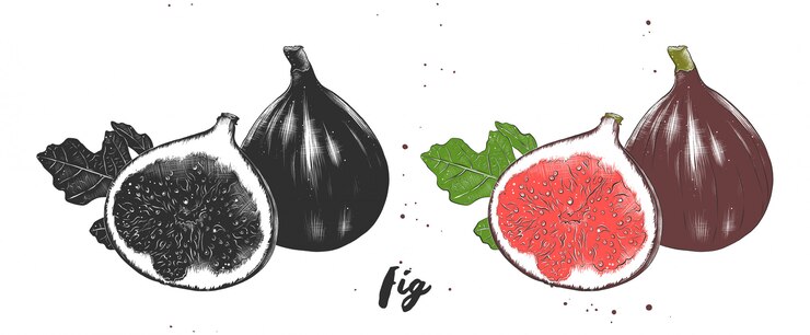 Vector hand drawn sketch of fresh figs