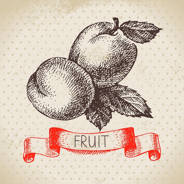 Ручной рисунок фруктового абрикоса Эко пищевой фон Векторная иллюстрация