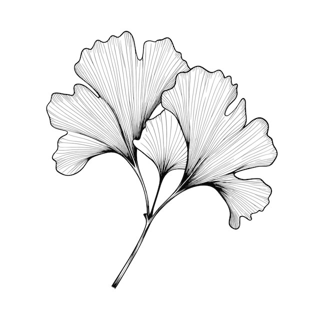 手描きのスケッチ イチョウの葉の図