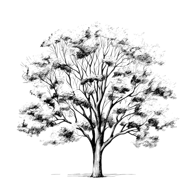 Vettore illustrazione dell'albero di ginkgo schizzo disegnato a mano