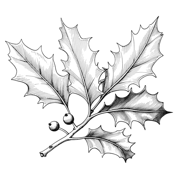 Vector hand drawn sketch holly leaf illustration