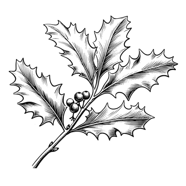 Vector hand drawn sketch holly leaf illustration