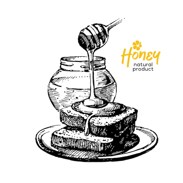 Vector hand drawn sketch honey background vintage vector illustration of natural healthy food