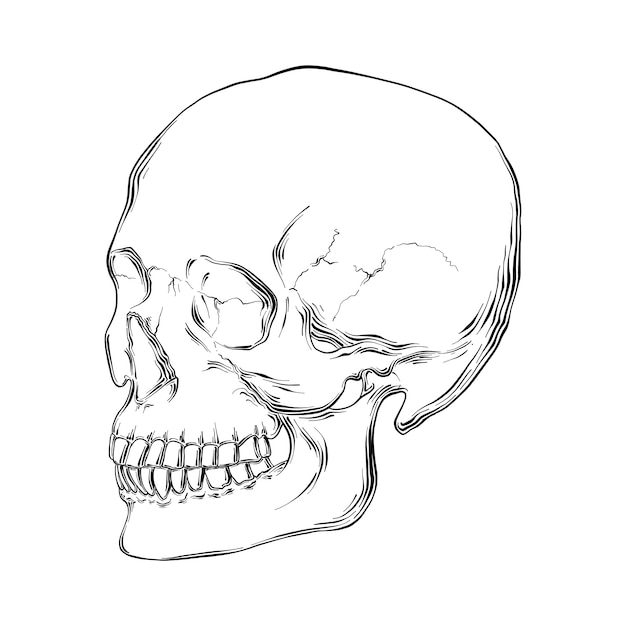 Hand drawn sketch of human skull