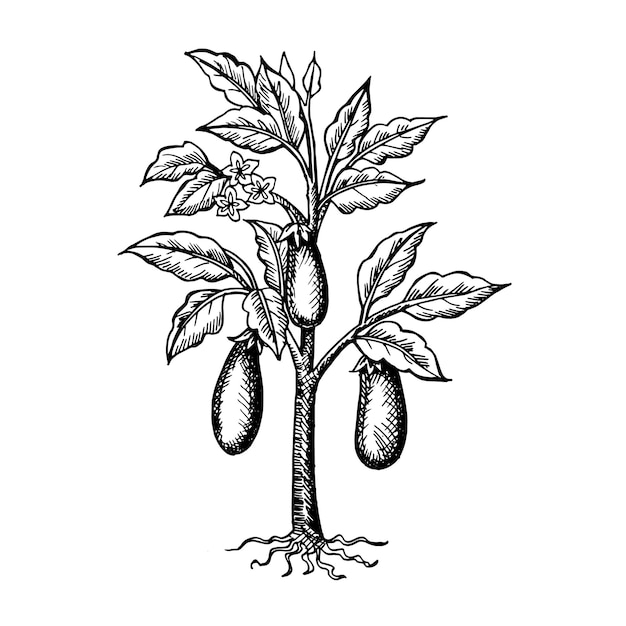 Vettore illustrazione disegnata a mano di un albero di piante di uova