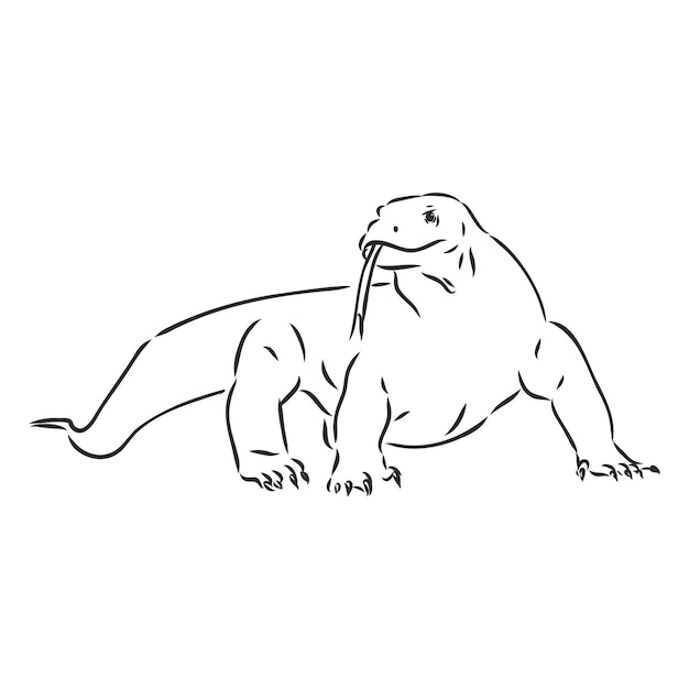 Hand drawn, sketch illustration of Komodo dragon. varan vector sketch illustration