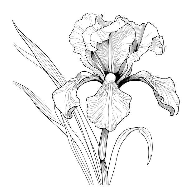 手描きのスケッチ アイリスの花のイラスト | Premiumベクトル素材