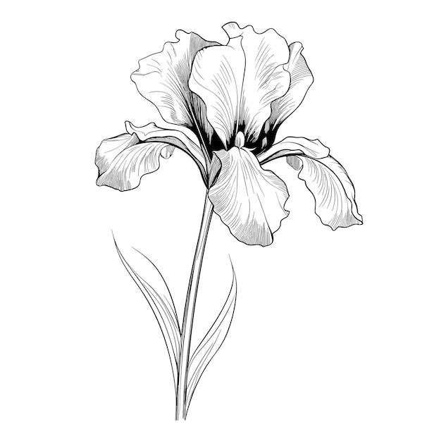 Hand Drawn Sketch Iris Flower Illustration