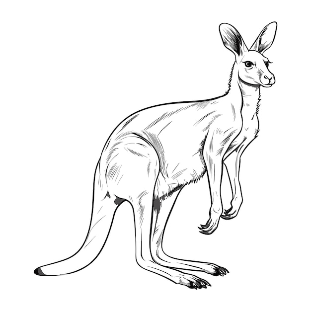 Hand Drawn Sketch Kangaroo Illustration