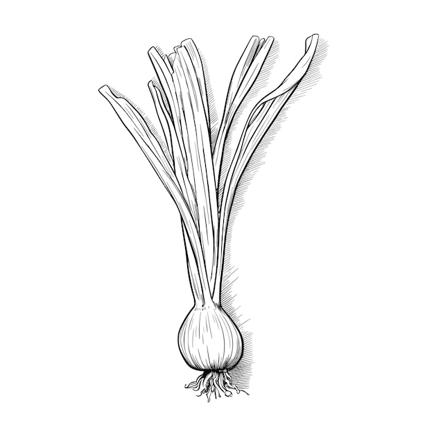 Hand Drawn Sketch Leek Illustration