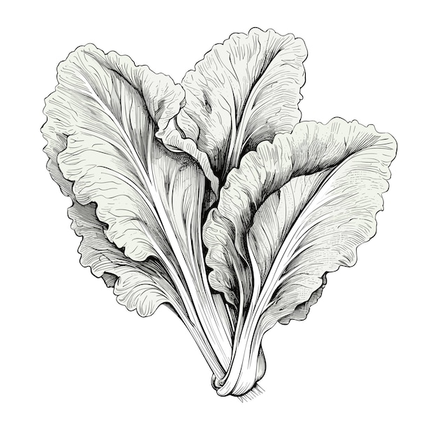 Premium Vector Hand drawn sketch lettuce illustration