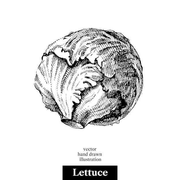 Ручной рисунок салата овощей Векторная черно-белая винтажная изолированная иллюстрация