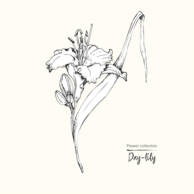 Lilyday 単一のつぼみの手描きのスケッチ 詳細なヴィンテージ植物 illuatration 白地に花の黒いシルエット isollated スタイルを彫刻で創造的なグラフィック アート