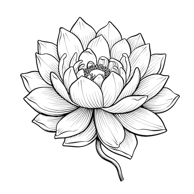 Hand drawn sketch lotus flower illustration