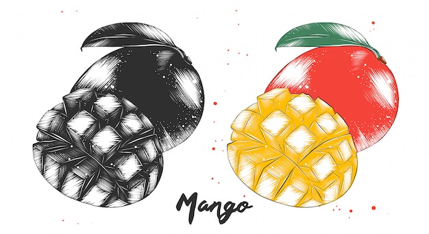 Schizzo disegnato a mano di frutta mango