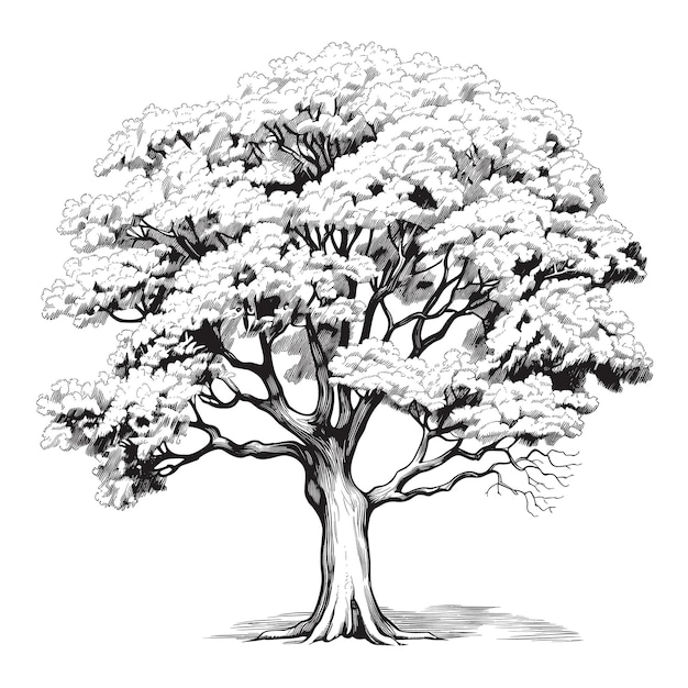 Maple tree png images | PNGEgg