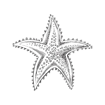 Black and white starfish drawing Greeting Card for Sale by Pencil-Art