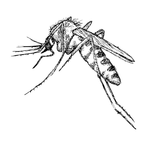 Disegnato a mano di zanzara schizzo