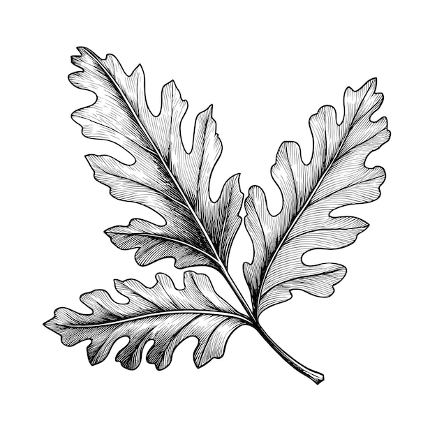 Hand Drawn Sketch Oak Leaf Illustration