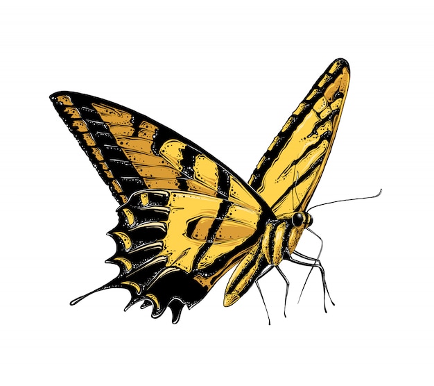 Ручной обращается эскиз бабочки в желтом цвете. изолированные