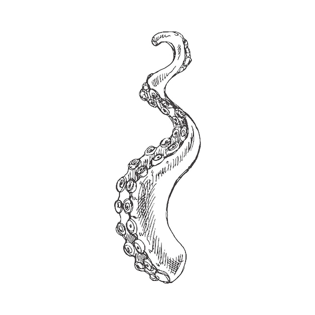 Вектор Ручной рисунок щупальца осьминога на белом фоне