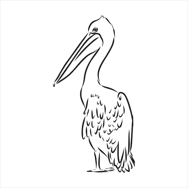 ペリカンの手描きのスケッチペリカン鳥ベクトルスケッチ