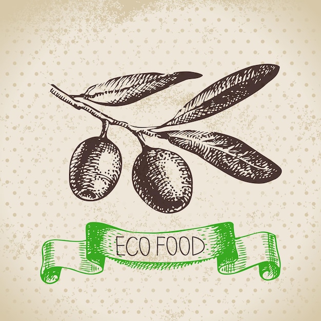 Hand drawn sketch olive vegetable. eco food background.vector illustration