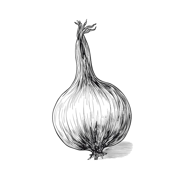 Hand Drawn Sketch Onion Illustration