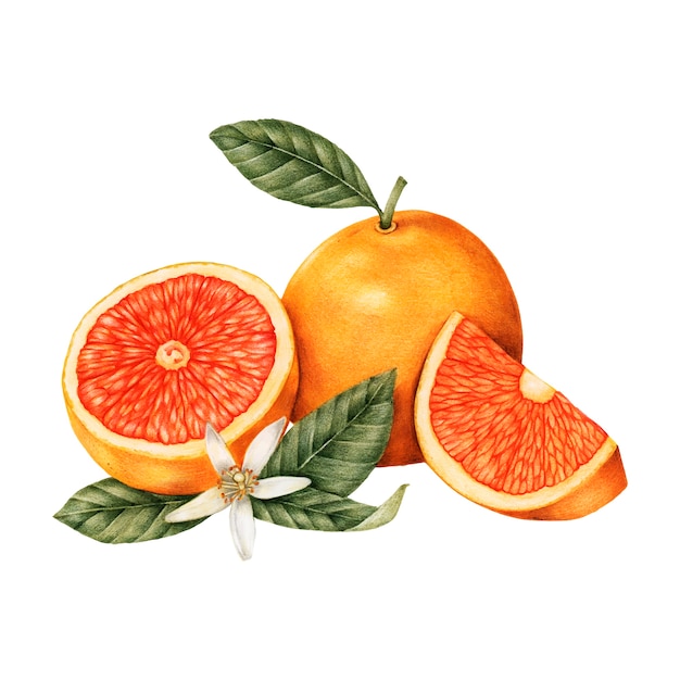 Vector hand drawn sketch of oranges