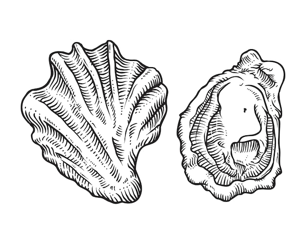 Hand drawn sketch oyster shell illustration