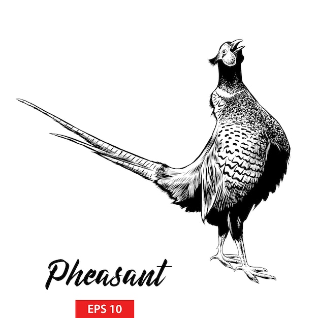 Hand drawn sketch of pheasant 