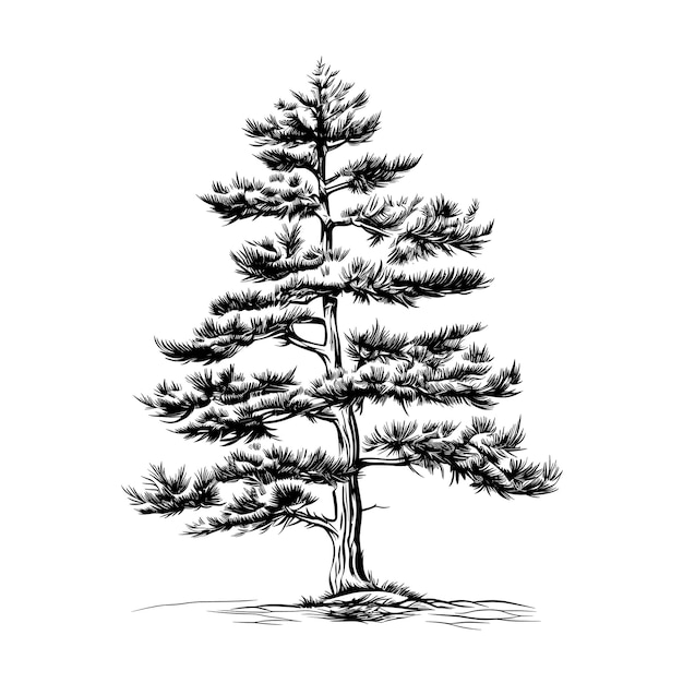 Hand Drawn Sketch Pine Tree Illustration