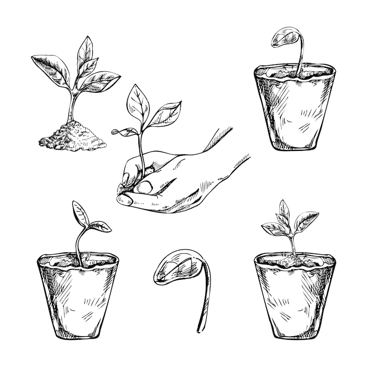 Vector hand drawn sketch of plants in biodegradable peat moss pots and tree sprout in hand
