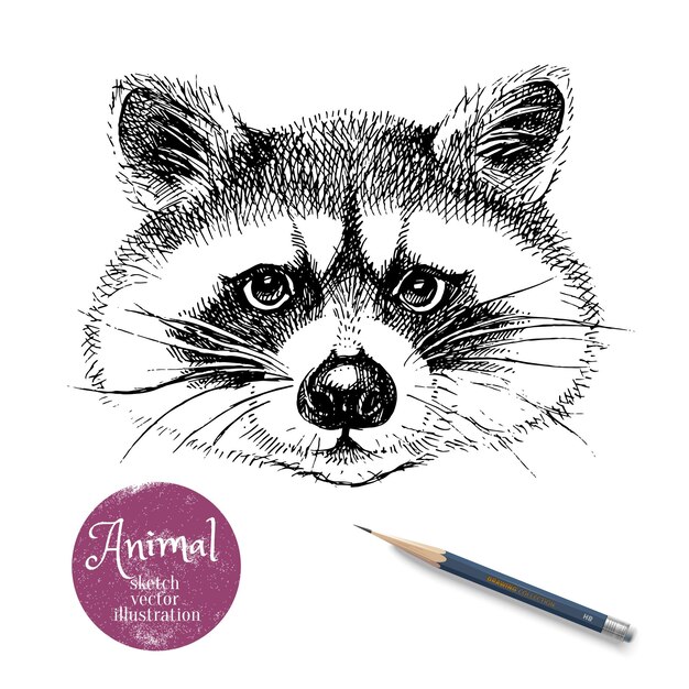 Vector hand drawn sketch raccoon head illustration isolated cute portrait on white background