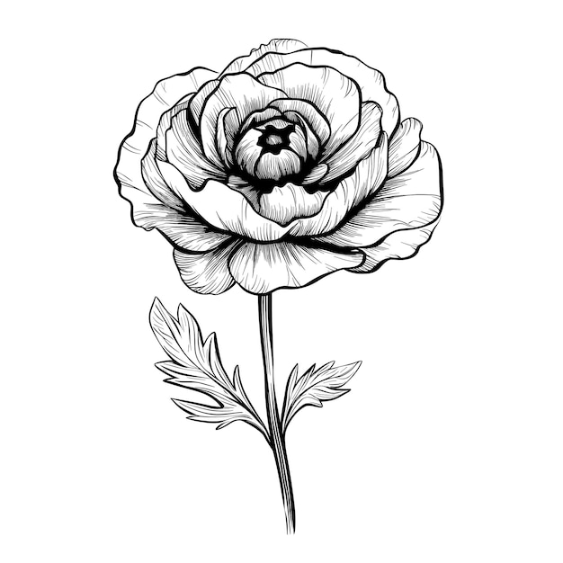 Hand Drawn Sketch Ranunculus Flower Illustration